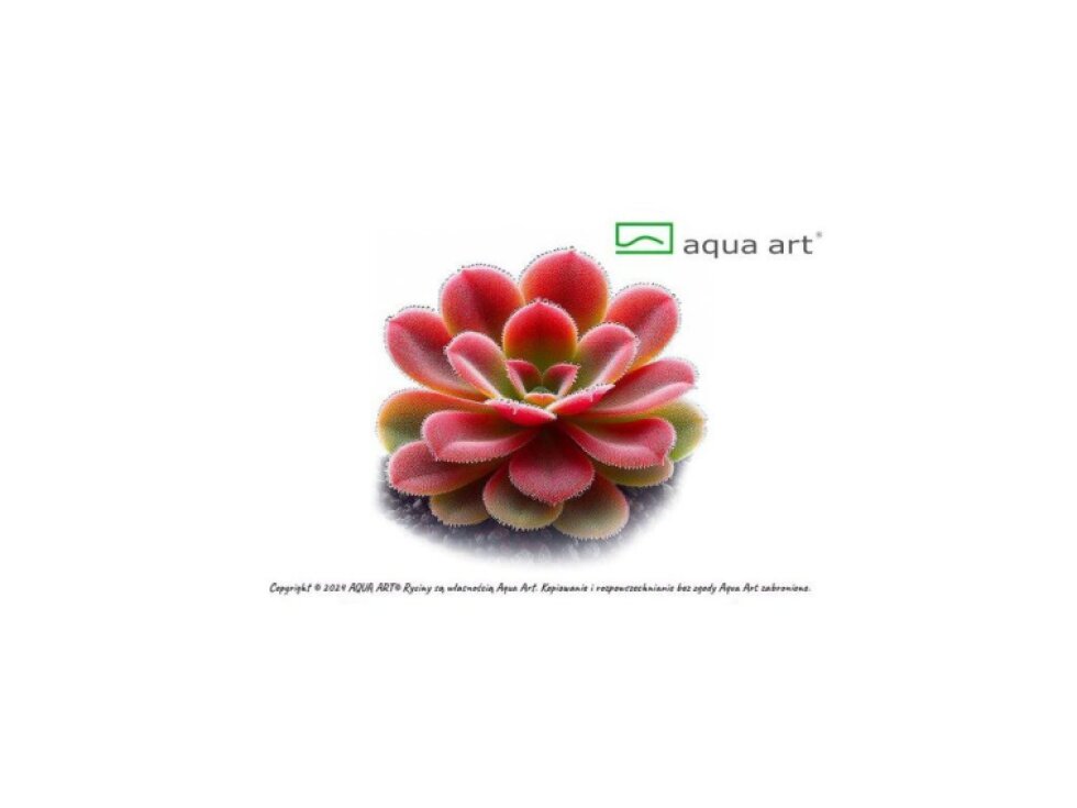 Aqua Art Pinguicula 'Sethos'