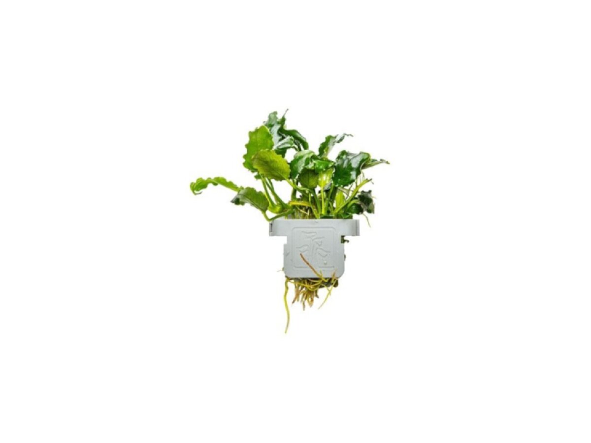 Anubias barteri var. nana ’Kirin’