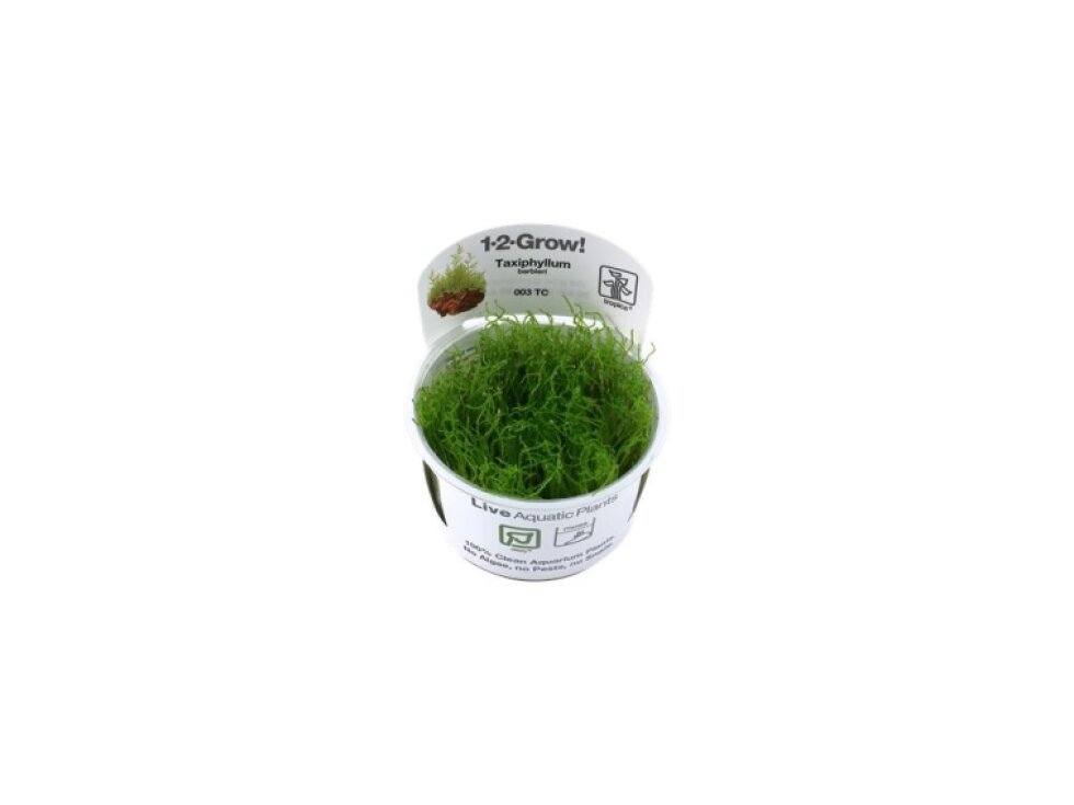 Tropica Taxiphyllum barbieri 1-2 Grow!