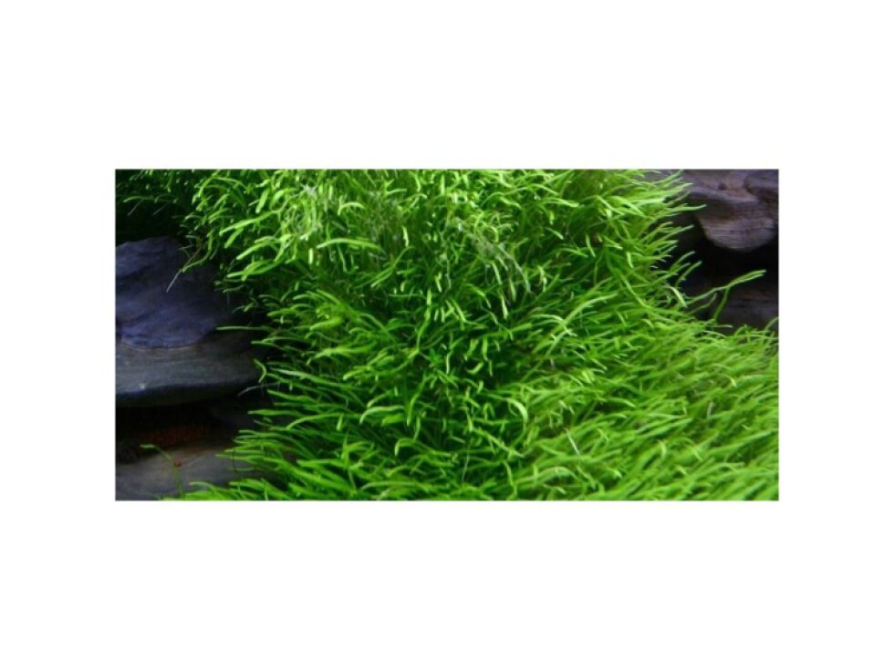 Tropica Utricularia graminifolia 1-2 Grow!
