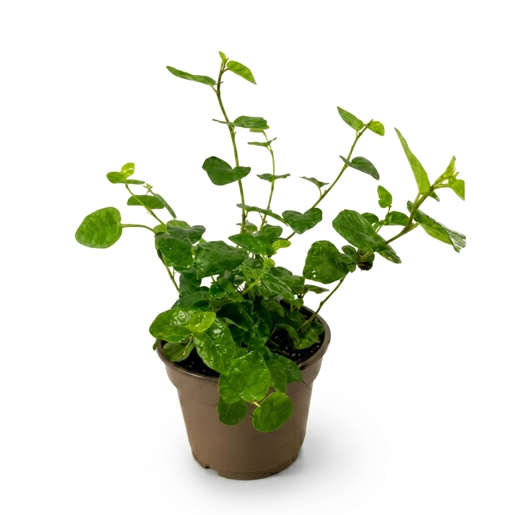 Ficus pumila