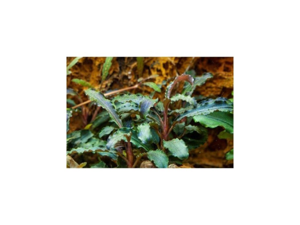 Tropica Bucephalandra 'Kedagang' 1-2 Grow!