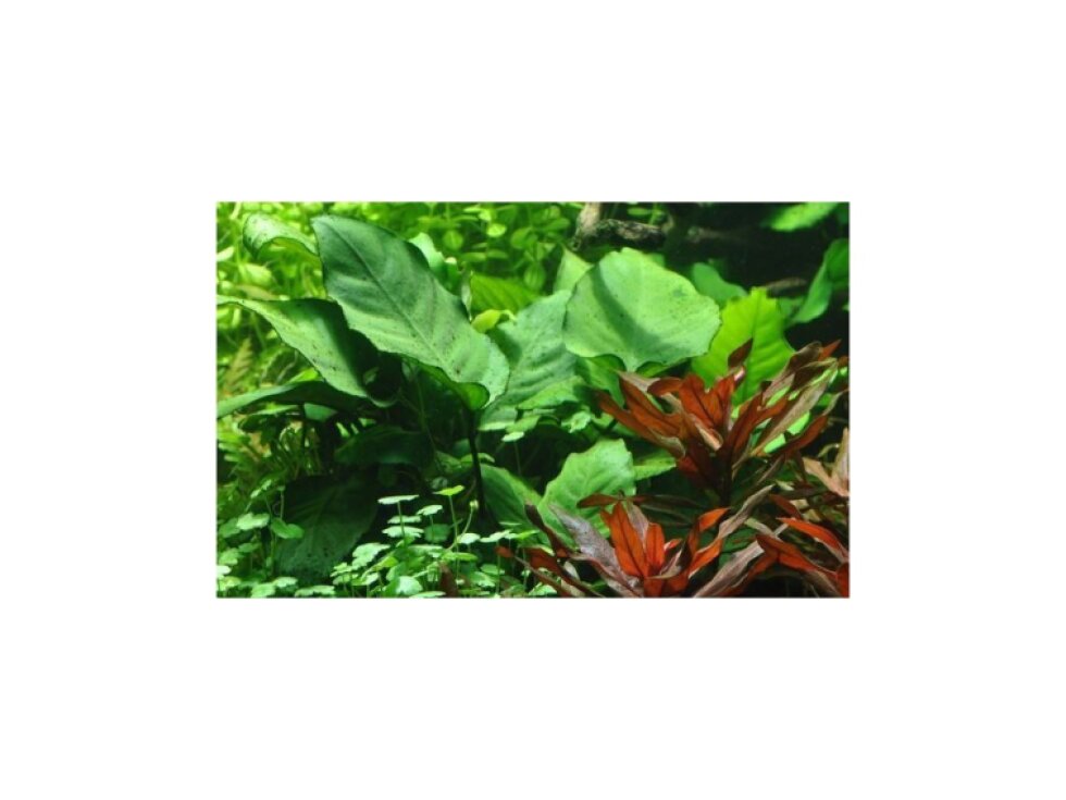Anubias barteri caladiifolia v blistru