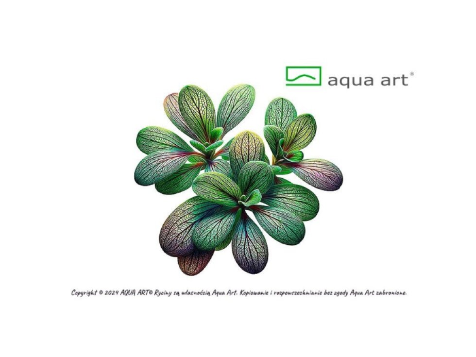 Aqua Art Utricularia calycifida