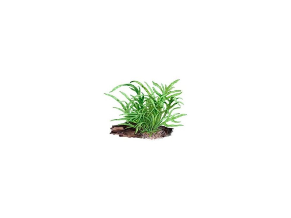 Tropica Microsorum pteropus 'Trident'