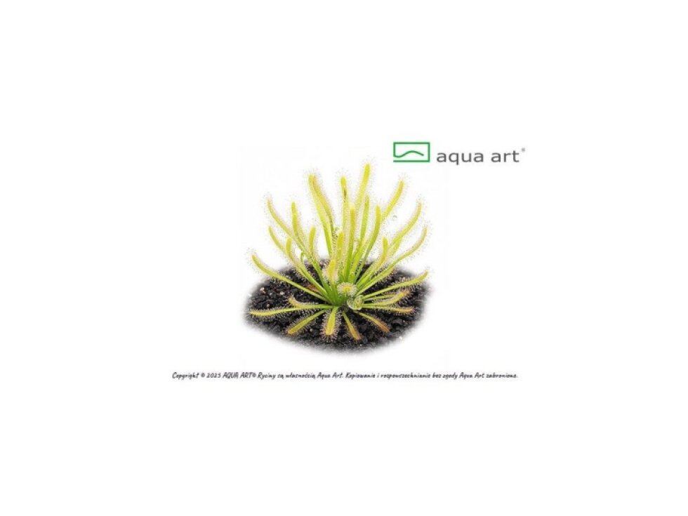 Aqua Art Drosera capensis 'albino'