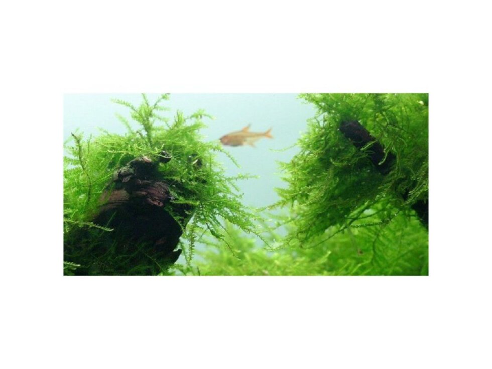Tropica Taxiphyllum barbieri 1-2 Grow!