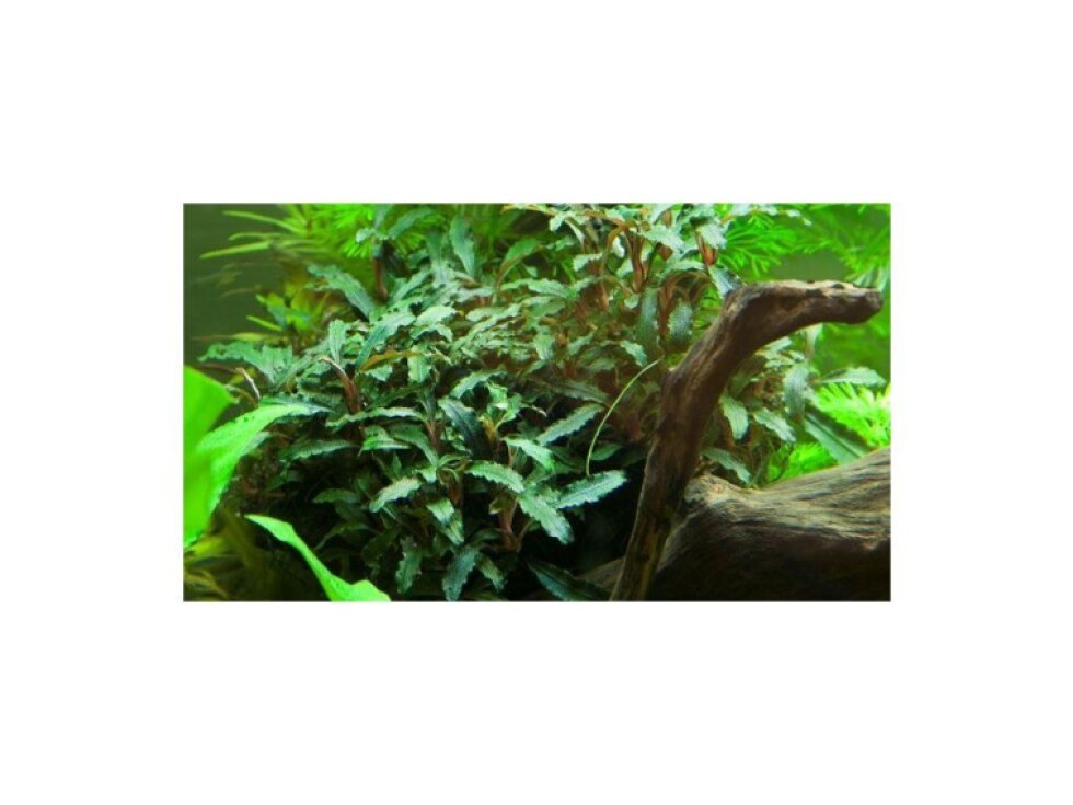 Tropica Bucephalandra sp. 'Red'