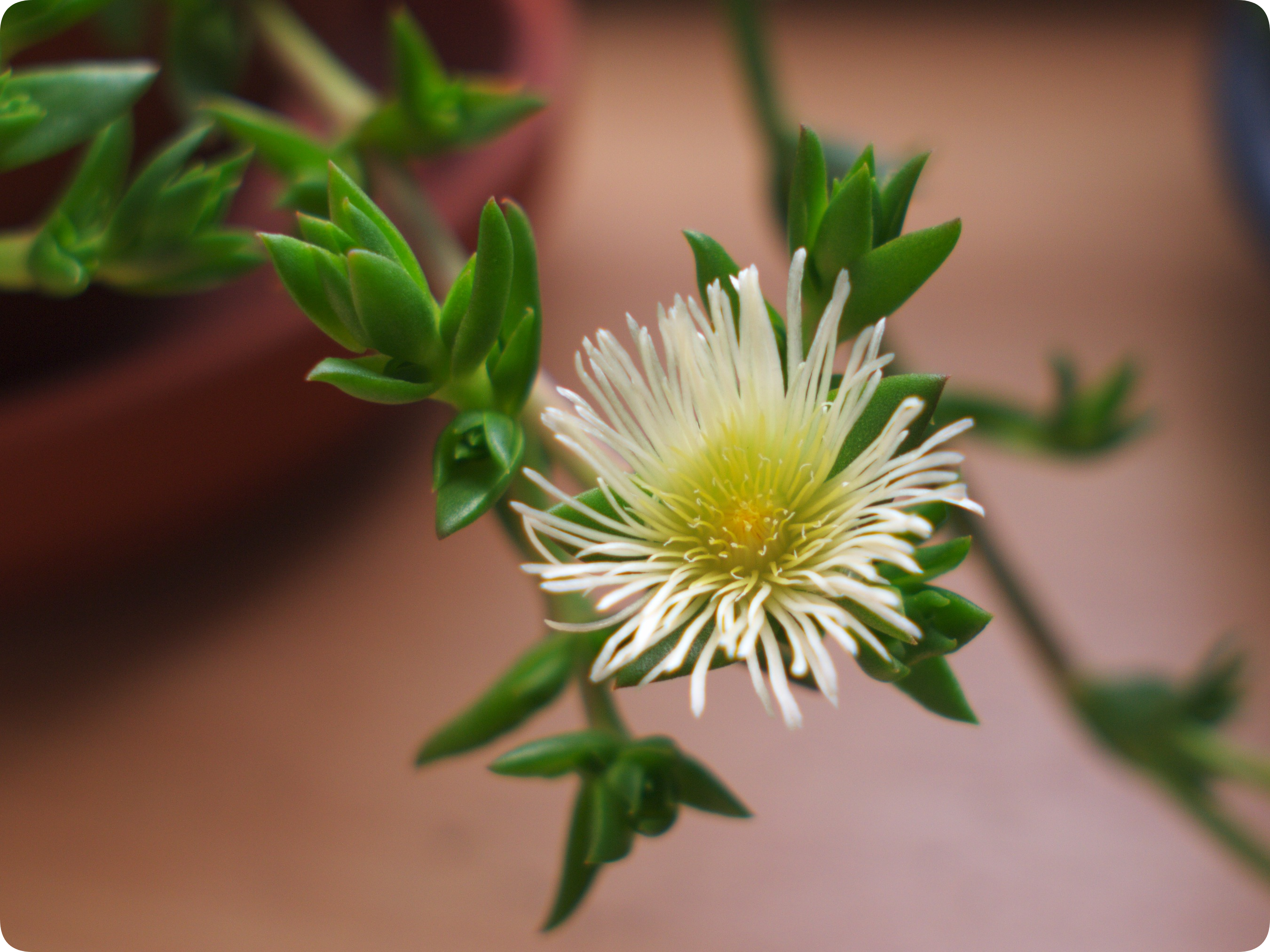 Kanna (Sceletium tortuosum) - Strong