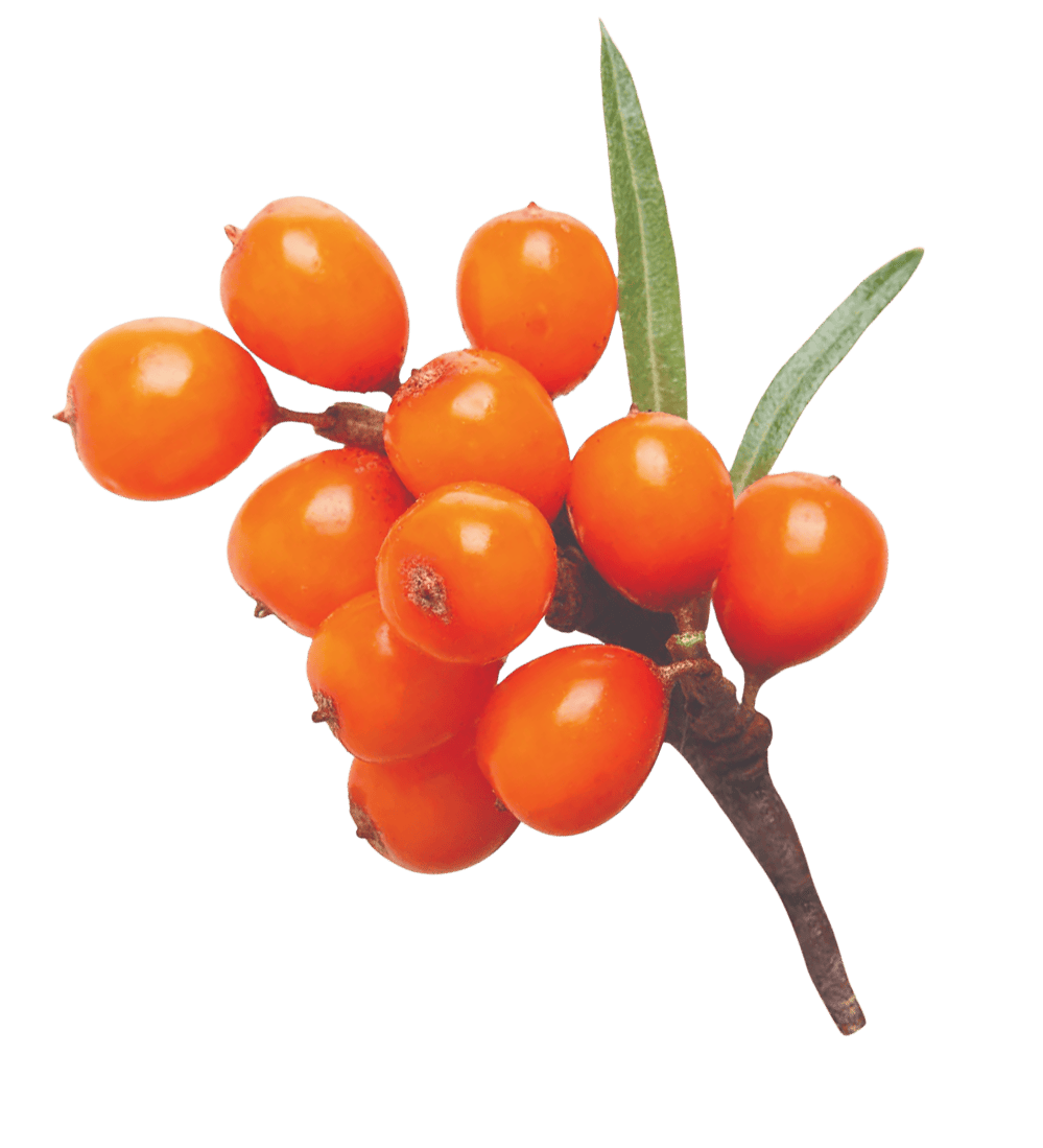 Přírodní zubní pasta s altajským rakytníkem pro děti 0+