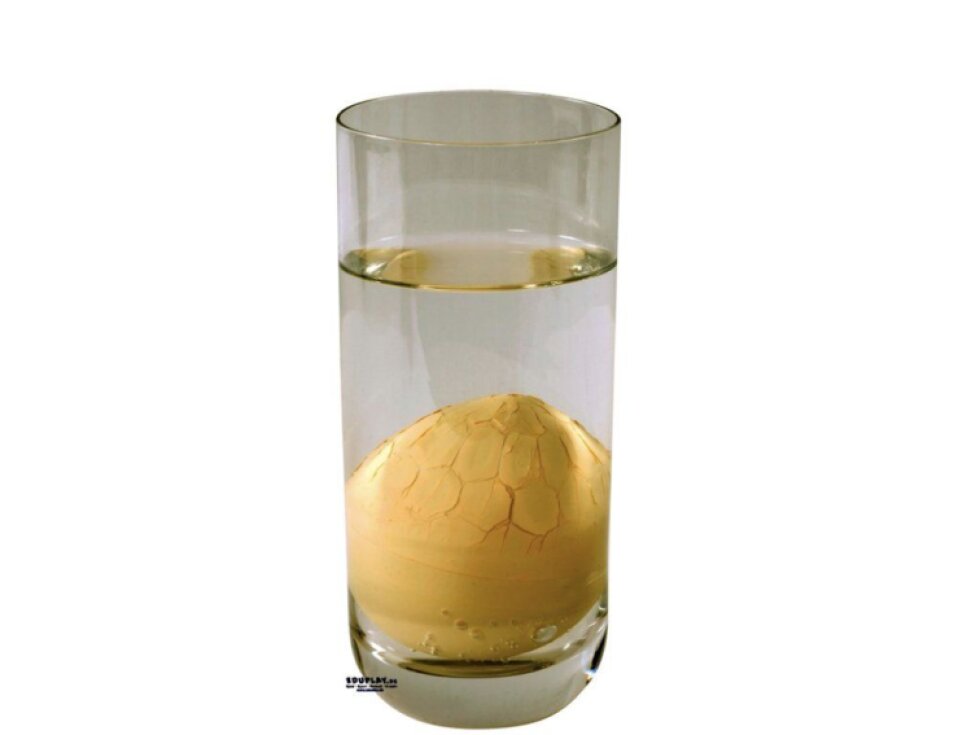 Rostoucí vajíčko s překvapením – mořští živočichové a dinosauři