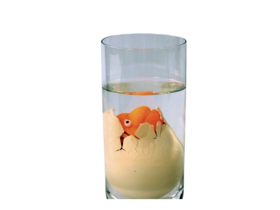 Rostoucí vajíčko s překvapením – mořští živočichové a dinosauři