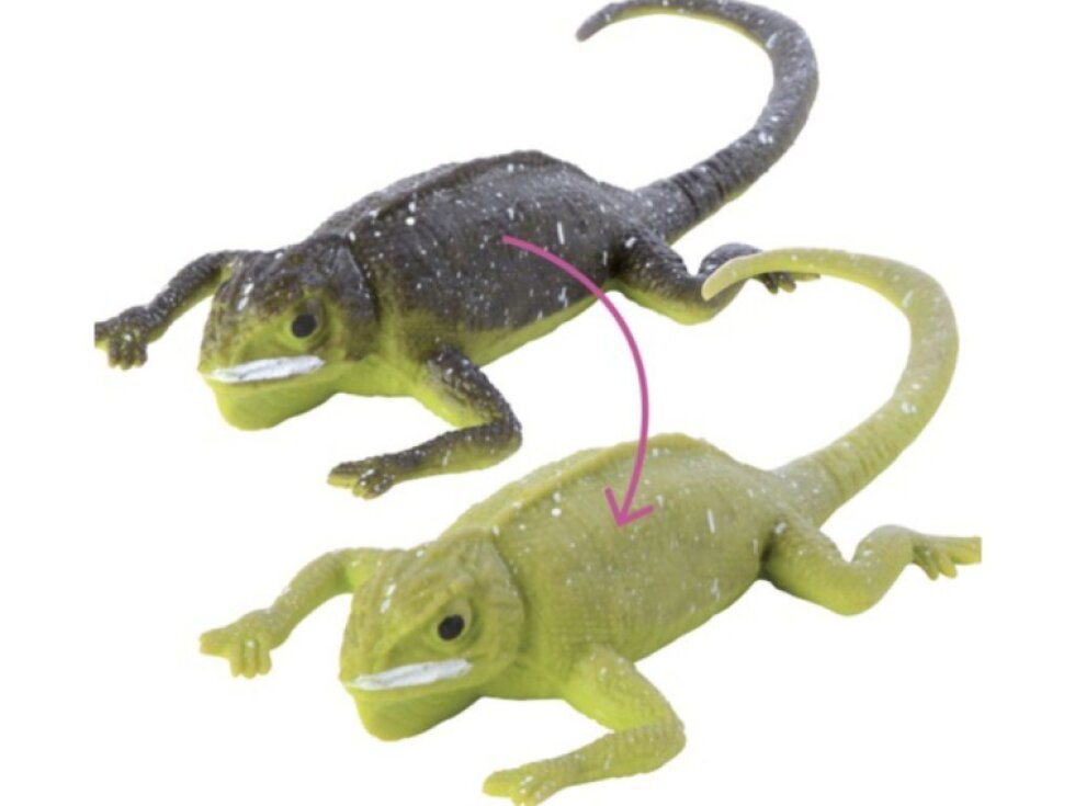 Ještěrka měnící barvu