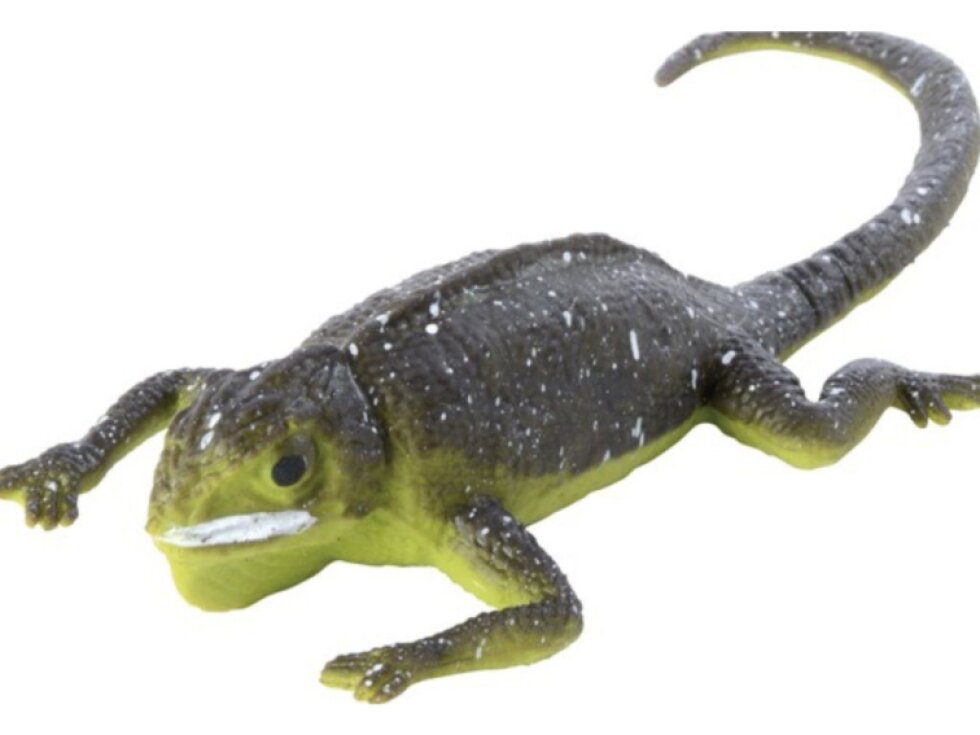 Ještěrka měnící barvu