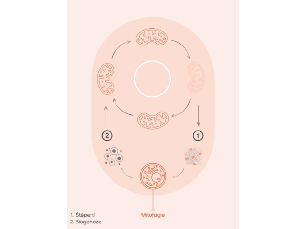 BrainMax Enhanced Urolithin A 60 rostlinných kapslí