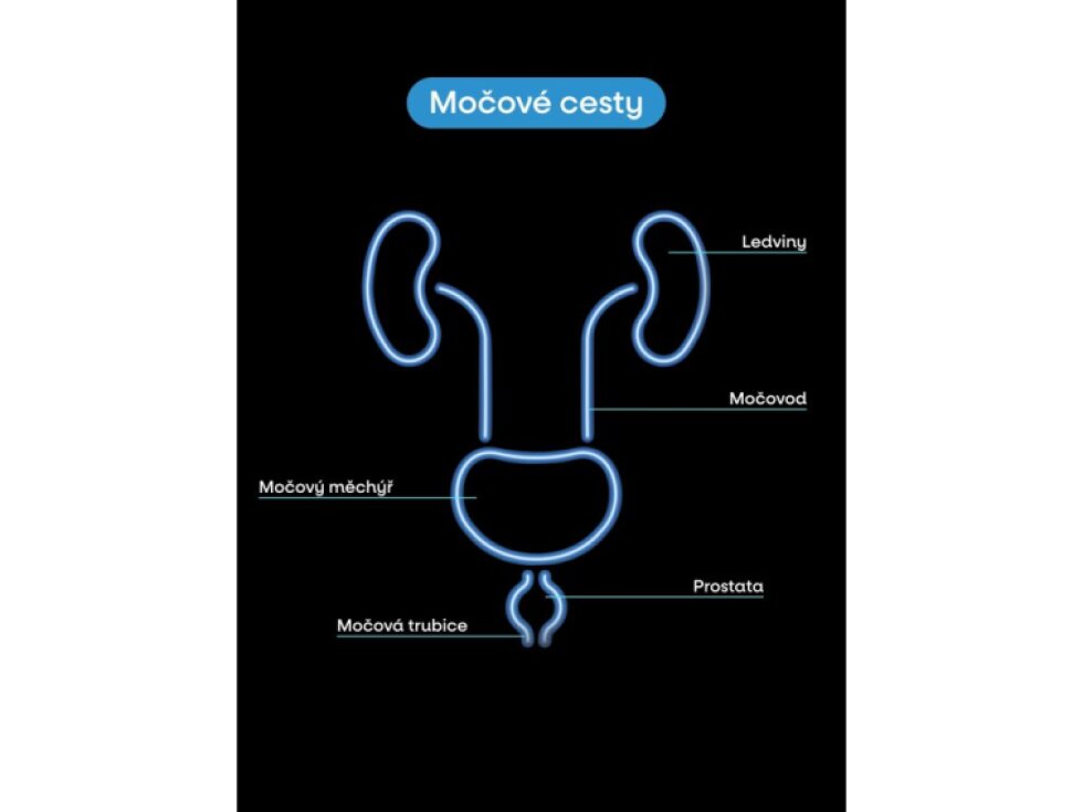 BrainMax Prostate Support 150 rostlinných kapslí