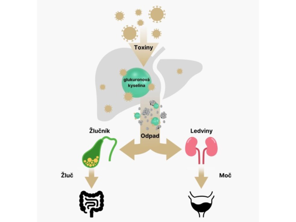 BrainMax CDG D – glukarát vápenatý 100 rostlinných kapslí