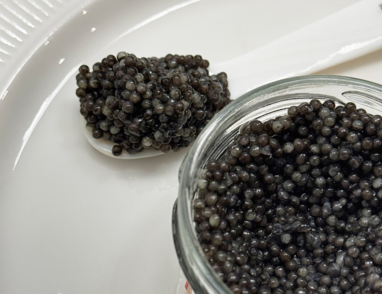 Kaviár z jesetera Sterlet