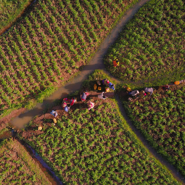 Karbonická macerace v kávě