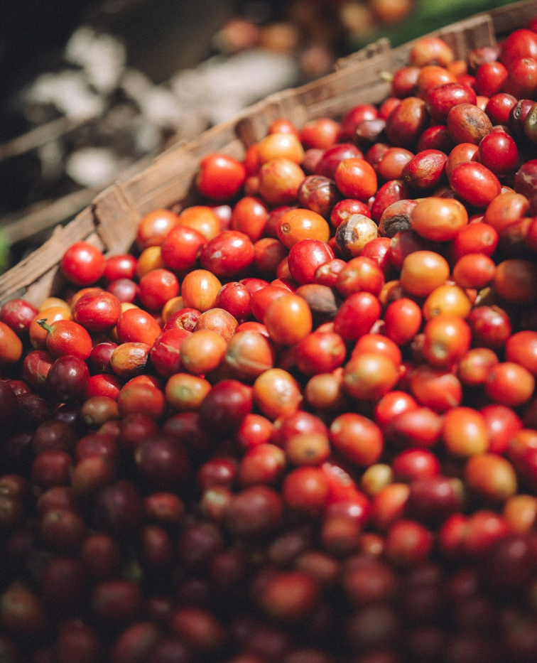 Co je anaerobní fermentace kávy a jak ovlivňuje chuť?
