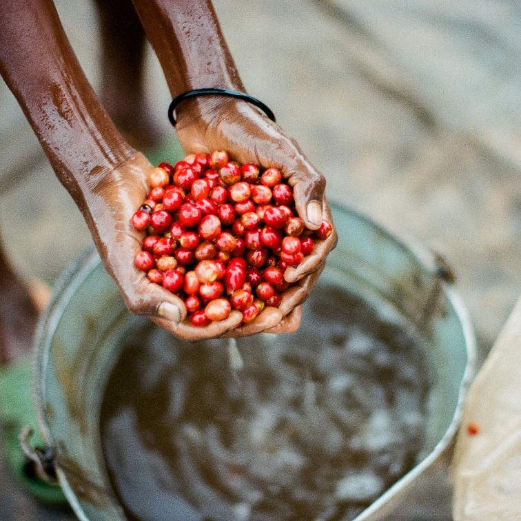 Karbonická macerace v kávě
