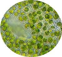 Chlorella z Japonska, Taiwanu nebo z Třeboně?
