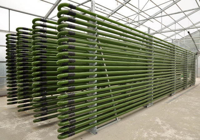 Chlorella z Japonska, Taiwanu nebo z Třeboně?