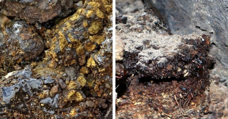 Shilajit: Zdraví prospěšná pryskyřice? Jak se jí a co dělá? 🪨