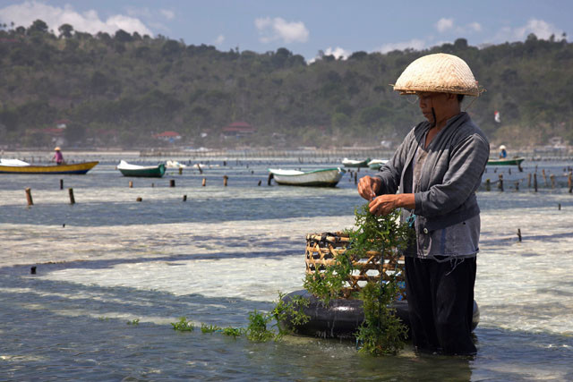 Chlorella z Japonska, Taiwanu nebo z Třeboně?