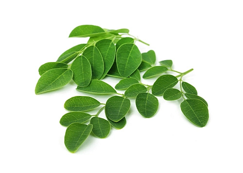 Moringa BIO prášek 100 g