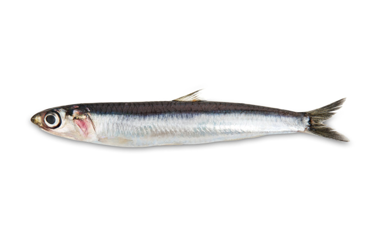 OMEGA 3 (EPA+DHA) s rybím olejem 60 kapslí