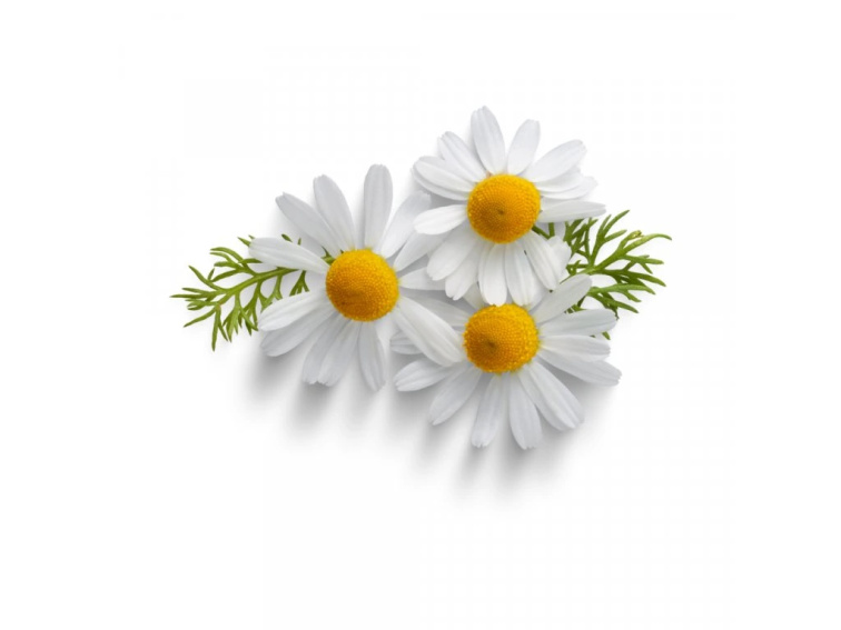 Women's Probio 60 kapslí