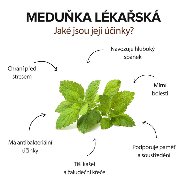 Meduňka lékařská vás rychle uspí, prohloubí spánek a zažene zlé sny