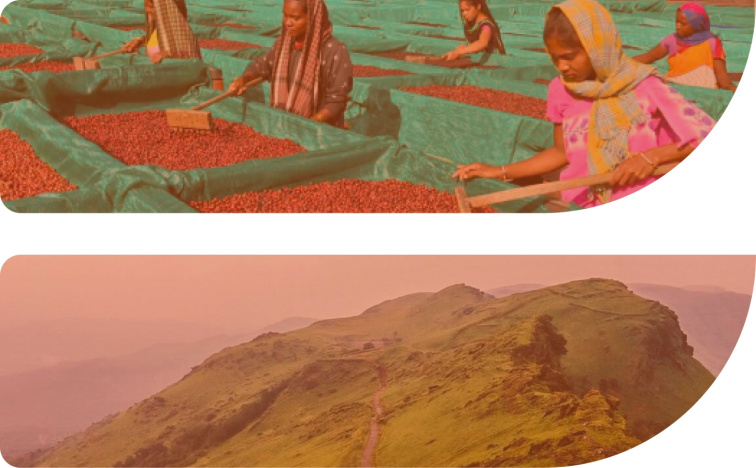 India BABA BUDAN LEGACY, 100% ARABIKA - zrnková káva 300 g