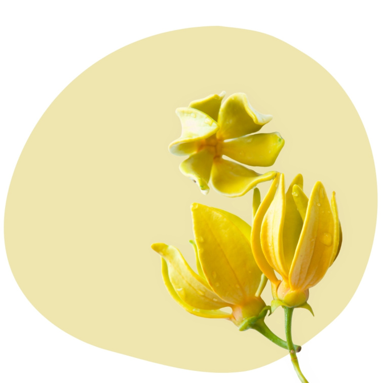 Ylang Ylang 100% esenciálny olej 20ml