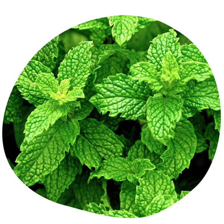 Peppermint 100% esenciálny olej 20 ml