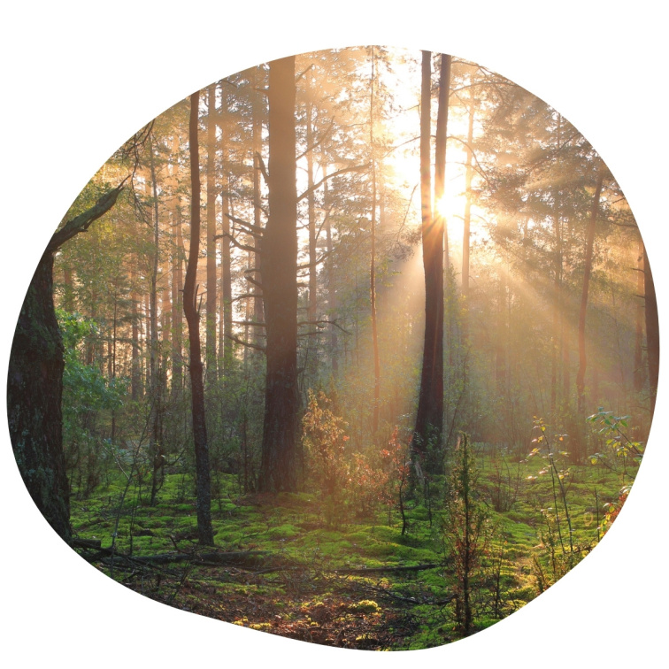 Bezvodý Nebulizér Renovality