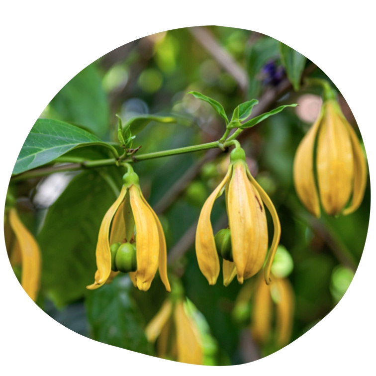 Ylang Ylang 100% esenciálny olej 20ml
