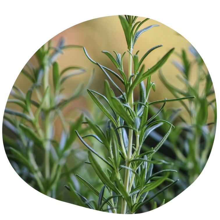 Rosemary 100% esenciálny olej 20 ml