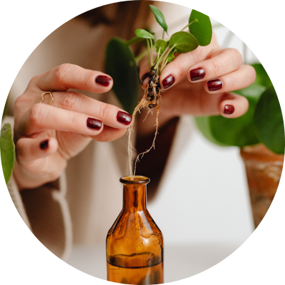 Drmek obecný, 90 kapslí