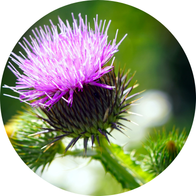 Ostropestřec mariánský - podpora funkce jater, 90 kapslí