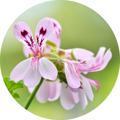 Samoopaľovací balíček Eco by Sonya