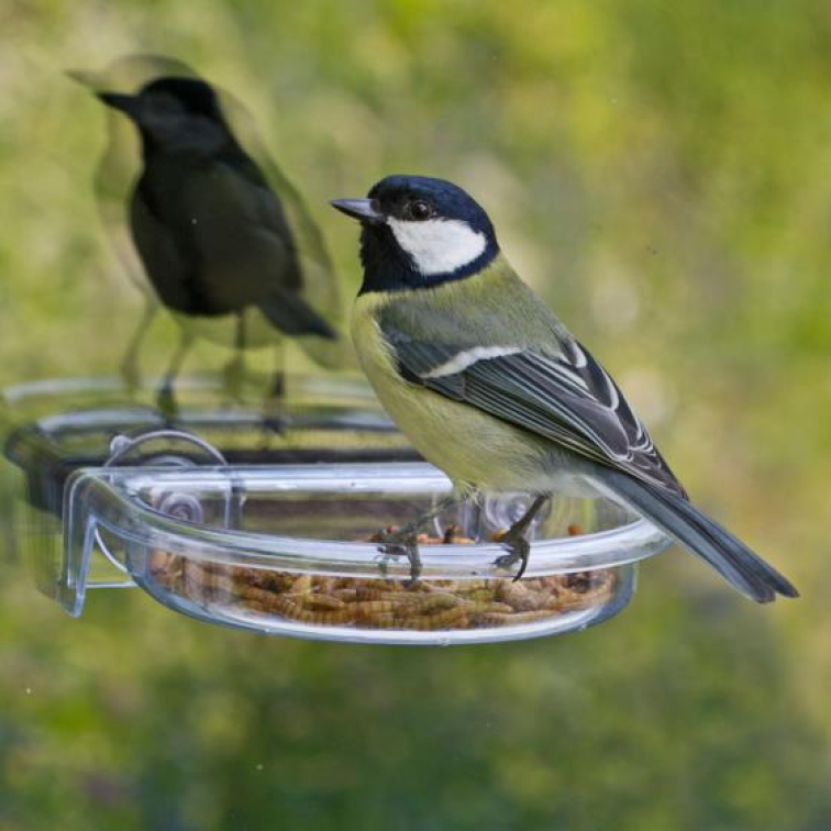 Krmítka na okno nejen pro ptáky