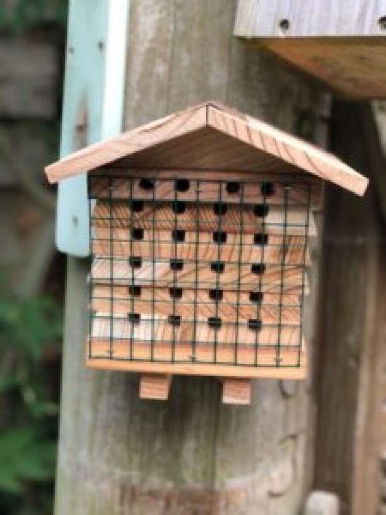 Péče o včelky samotářky v zimě