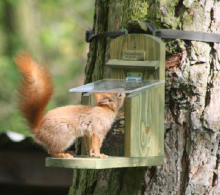 Pomáháme veverkám na zahradě