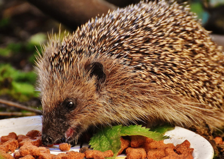 Pomoc ježkům na jaře