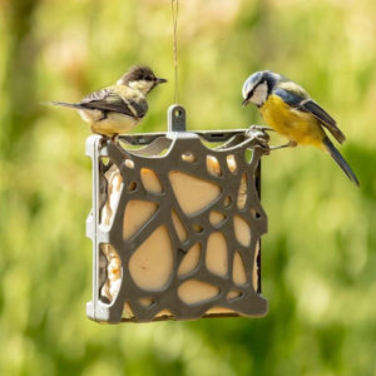 Ptačí lojové koláče