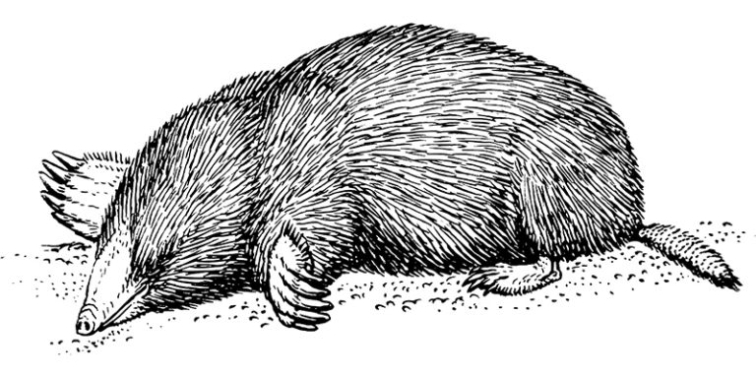 Krtek zahradníkem