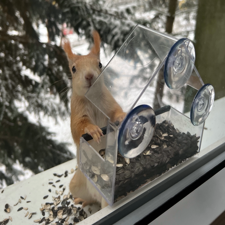 Krmítka na okno nejen pro ptáky