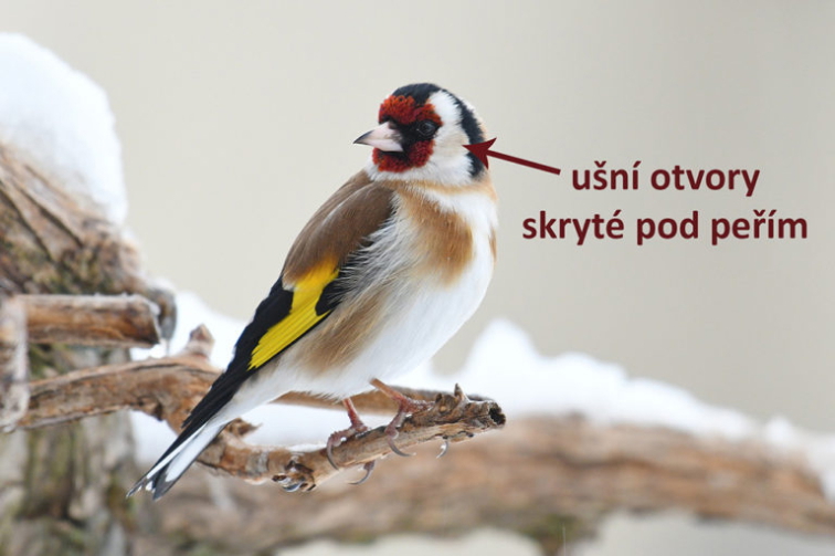 Jak si ptáci povídají?